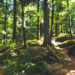 La convocatoria para impulsar la bioeconomía ligada al ámbito forestal selecciona 56 proyectos