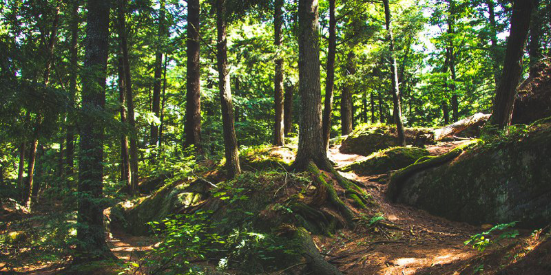 El MIiteco concede 77 millones de euros a 56 proyectos de bioeconomía ligada al ámbito forestal