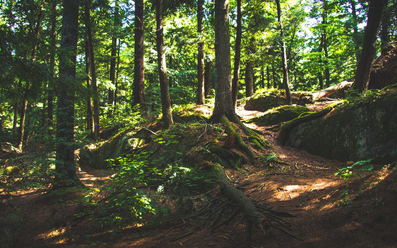 El MIiteco concede 77 millones de euros a 56 proyectos de bioeconomía ligada al ámbito forestal