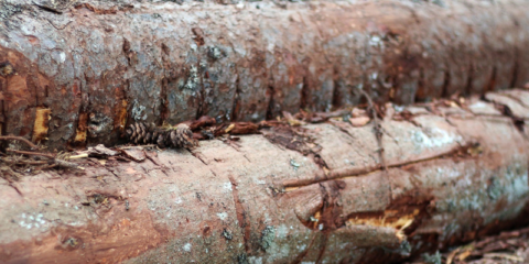 Tecnalia participa en el proyecto SuperBark que creará adhesivos a partir de residuos de corteza de madera