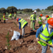 Más de 40 estudiantes plantan diferentes ejemplares de árboles en la cantera de Cemex en Valdilecha