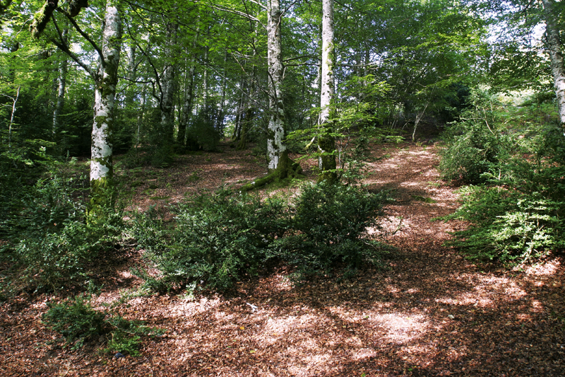 Autorizadas ayudas de 3 millones de euros para intervenciones forestales promovidas por entidades locales y agentes privados en Navarra