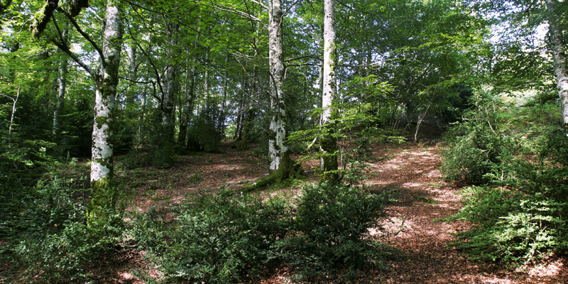 Autorizadas ayudas de 3 millones de euros para intervenciones forestales promovidas por entidades locales y agentes privados en Navarra