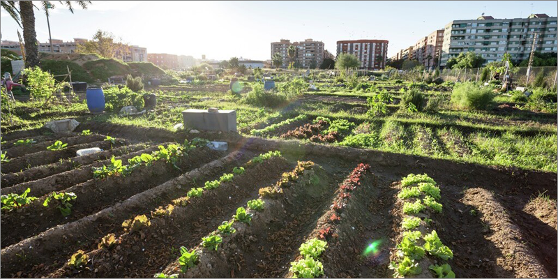 El Ayuntamiento de Valencia abre el plazo para solicitar el uso de 48 huertos urbanos próximos al Parque de la Rambleta