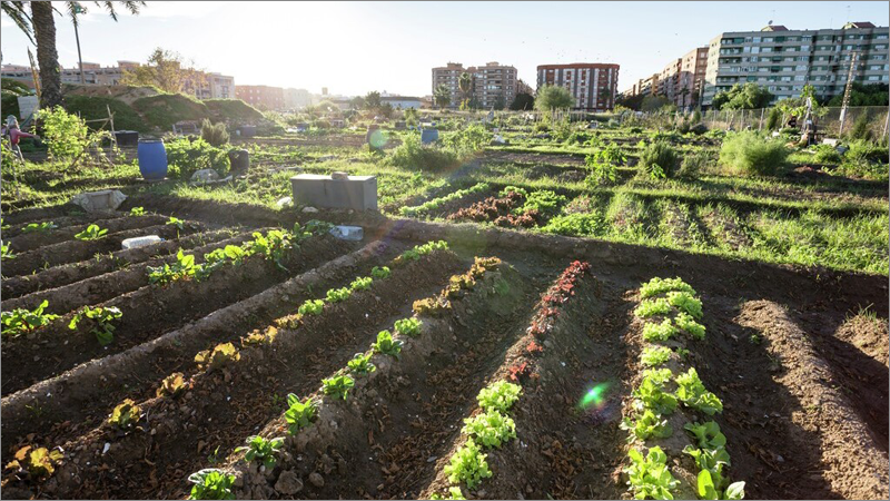 El Ayuntamiento de Valencia abre el plazo para solicitar el uso de 48 huertos urbanos próximos al Parque de la Rambleta