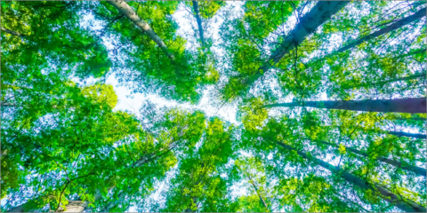 Nuevas plantillas para que los Estados miembros informen sobre sus datos de acción climática