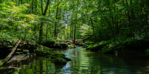 El Consejo Europeo da luz verde definitiva al Reglamento sobre restauración de la naturaleza