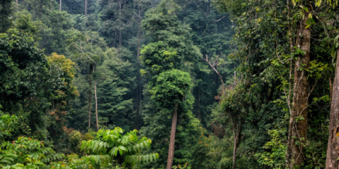 Nueva web de FSC para cumplir con el Reglamento de la UE sobre productos libres de deforestación