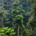 Nueva web de FSC para cumplir con el Reglamento de la UE sobre productos libres de deforestación