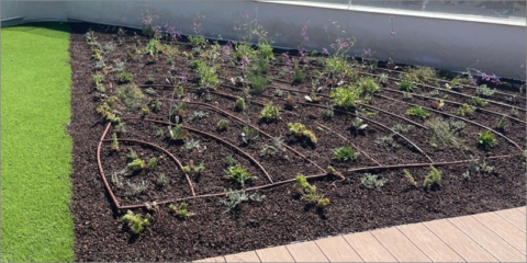 El pabellón deportivo de El Toyo contará con una cubierta vegetal que reducirá el efecto isla de calor