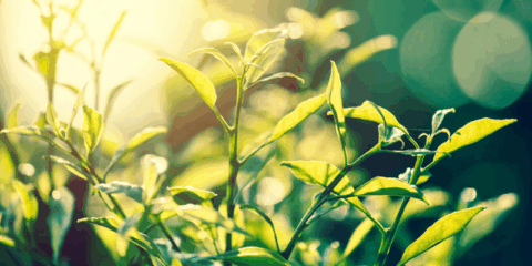 Soler & Palau publica sus Declaraciones Ambientales de Producto para tres de sus gamas