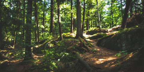 Autorizada la distribución de 32 millones para la recuperación de masas forestales degradadas