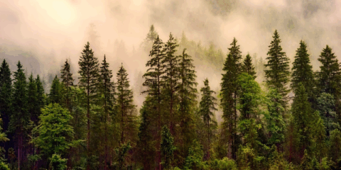 Luz verde a la tramitación de una ley para garantizar productos libres de deforestación en España