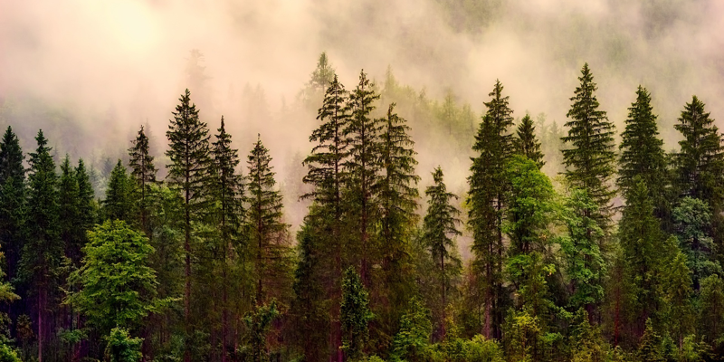 El Gobierno impulsa una nueva ley para garantizar productos libres de deforestación