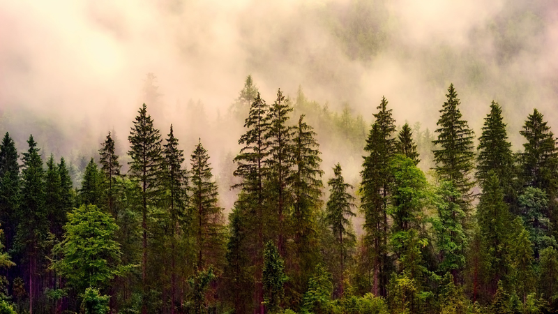 El Gobierno impulsa una nueva ley para garantizar productos libres de deforestación