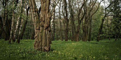 Soluciones basadas en la naturaleza para hacer frente al cambio climático a través del proyecto Arcadia