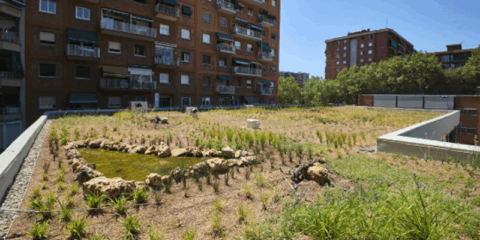La nueva cubierta verde de la escuela Pere Calafell en Barcelona impulsa la sostenibilidad urbana