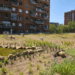 La nueva cubierta verde de la escuela Pere Calafell en Barcelona impulsa la sostenibilidad urbana