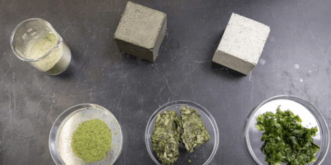 Un grupo de investigadores reduce un 21% la huella de carbono del cemento al incorporar algas marinas