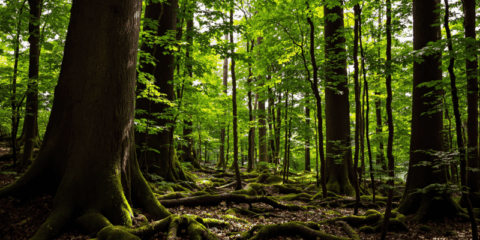 Nueva convocatoria de ayudas para reforzar la formación en construcción sostenible con madera en Galicia