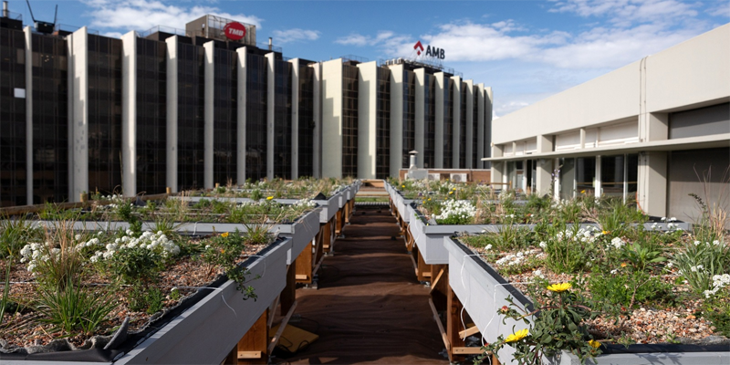 El Área Metropolitana de Barcelona prueba cubiertas naturalizadas sin riego para adaptar la ciudad al cambio climático