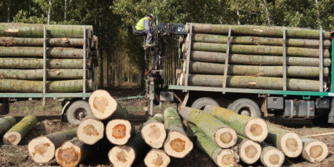 Arrancan las obras de la primera fábrica andaluza de construcción industrializada con madera