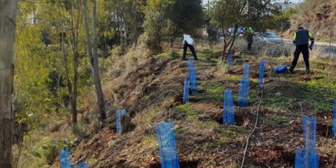 Investigadores de la Universidad de Málaga estudian la justicia ambiental en el reparto del arbolado urbano