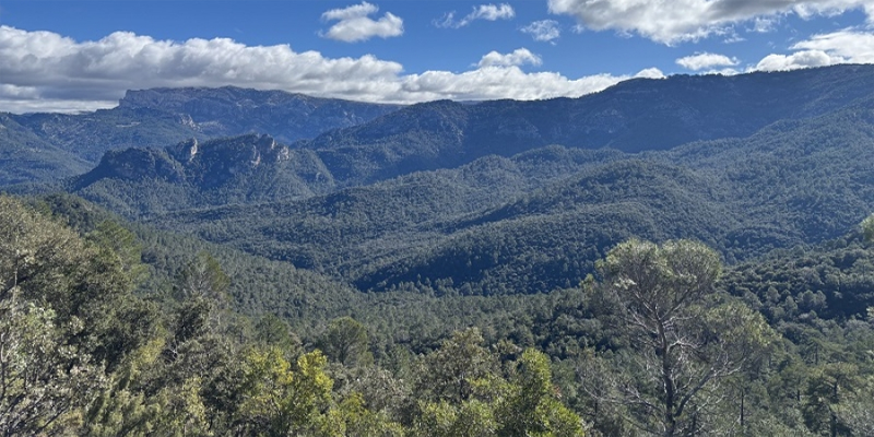 La UCO participa en el proyecto Fortalece para restaurar ecosistemas y reforzar la gestión forestal