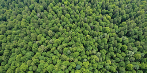 La Comisión Europea adopta dos medidas para facilitar la aplicación del Reglamento sobre Deforestación
