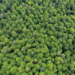 La Comisión Europea adopta dos medidas para facilitar la aplicación del Reglamento sobre Deforestación